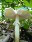 Gyilkos galóca (Amanita phalloides), Zemplén. Fejlett, fehér, hártyás gallér